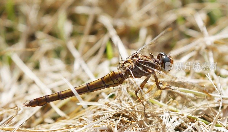 龙骨Skimmer (Orthetrum coerulescens)雌性